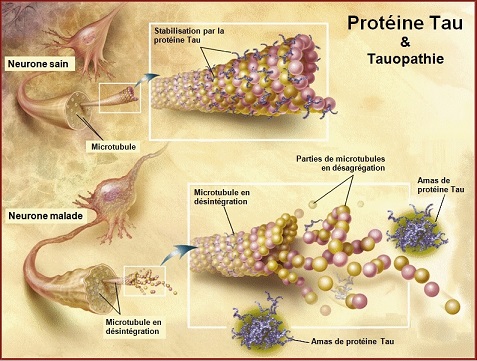 TauProtein
