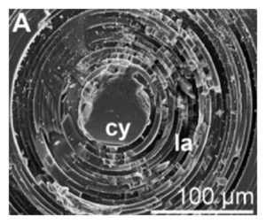 spicule_cross_section