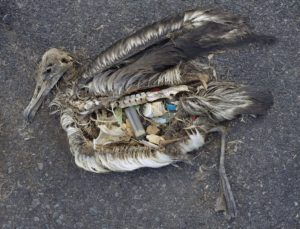 The unaltered stomach contents of a dead albatross chick photographed on Midway Atoll National Wildlife Refuge in the Pacific in September 2009 include plastic marine debris fed the chick by its parents. (Chris Jordan)