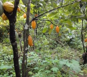 Cocoa_plantation