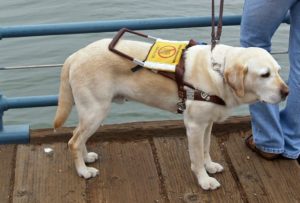 Labrador _ Chien guide