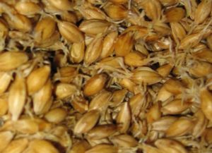 Malt_germination