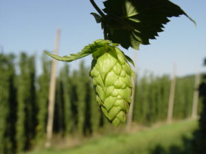 houblon