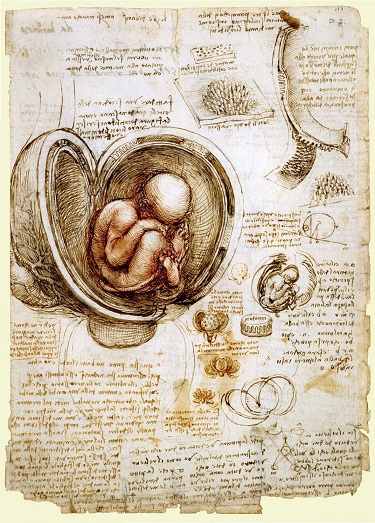 The_babe_in_the_womb