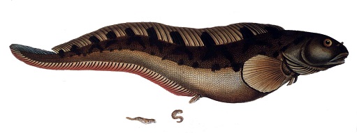 zoarces_viviparus